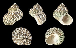 Striped Turbo Fluctuosus