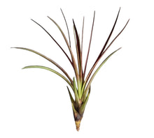 Load image into Gallery viewer, Tricolor Melanocrater Tillandsia Air Plant
