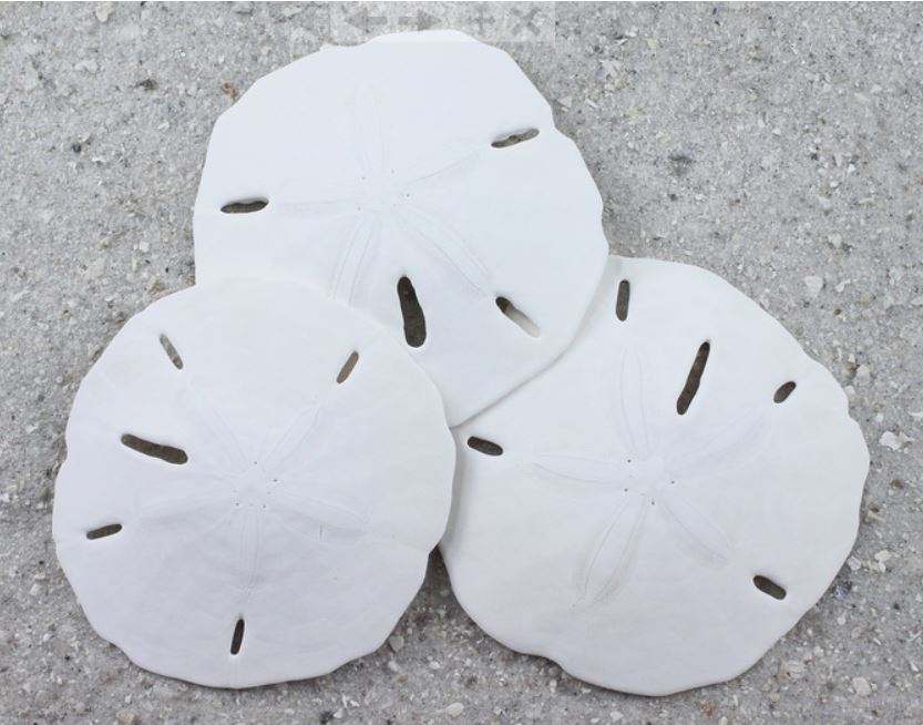 Florida Sand Dollars - 2.5 - 3 inches - Jar of 12