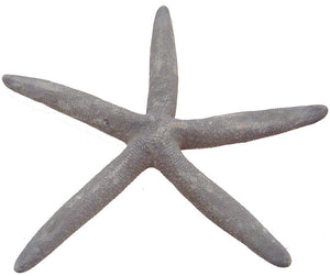 Natural Bluey Starfish - Linckia Laevigata - 5 - 6 Inches