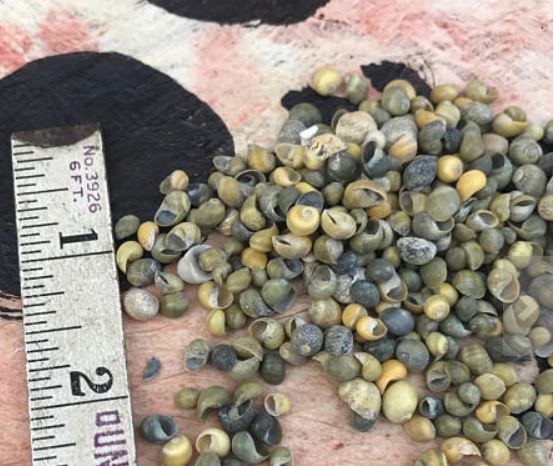 0.5 KG - Green Mongo Shells