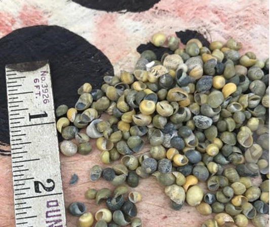 0.5 KG - Green Mongo Shells