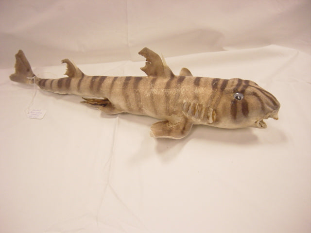 Bullhead Shark - 22 - 24 inches
