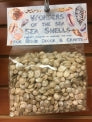 Wonders Of The Sea - Pearl Umbonium Shells