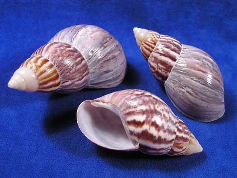 Japanese Land Snail Shell