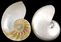 Split Pearlized Nautilus Shells - 2 Pieces