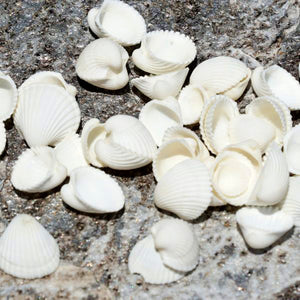 1 KG - White Clam Rose - 0.5 - 1.25 inches