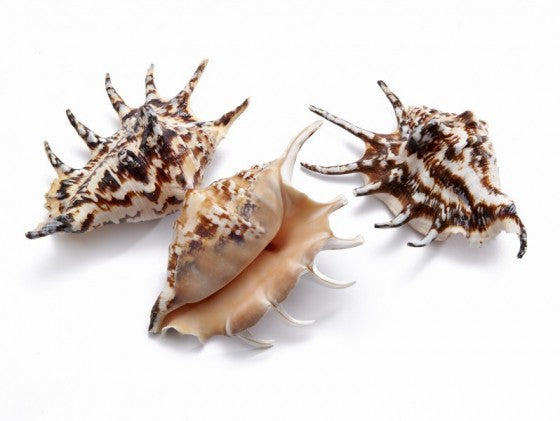 Lambis Lambis - 4 inches