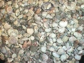 1 KG - Assorted  Seashell Mix - 0.25 - 0.5 inches - Philippines