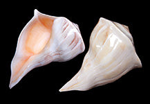 Polished Right Hand Whelk - Busycon - 6 - 8 Inches - USA