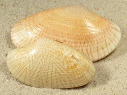 Paphia Japonica - 2.5 inches