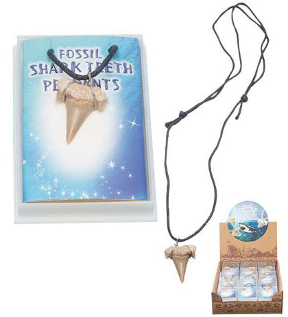 Otodus Shark Tooth Fossil Pendants on Necklace in Display Box 27 pc per Box