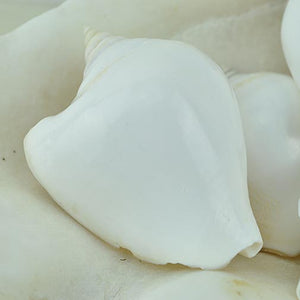 1 KG - White Canarium - 1.5 - 2 inch - Polished - Philippines