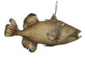 Trigger Fish - 19 - 21 inches
