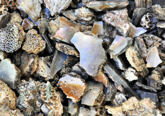 1 KG - Abalone Shell Chips - USA