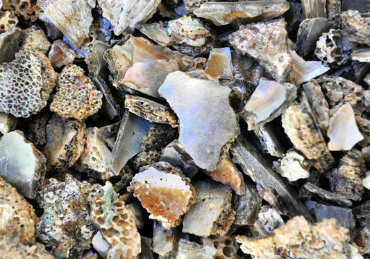 1 KG - Abalone Shell Chips - USA