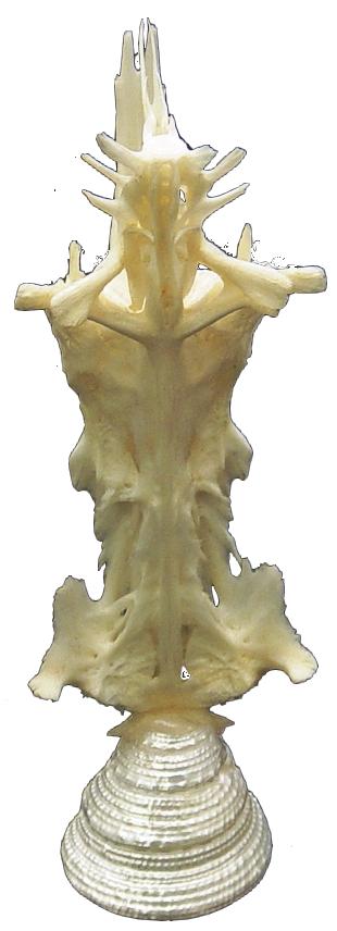 Crucifix Fish (Catfish Skull) on Pearlized Turbo Shell Stand