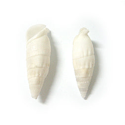 1 KG - White Cerithium Vertagus - 1.25 - 1.5 inches