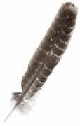 WILD TURKEY WING FEATHERS Rounded -NATURAL 11.75 inch+ 30cm+