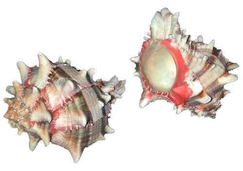 Murex Brassica - Phyllonotus brassica