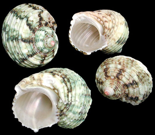 1 KG - Silver Mouth Turbo  - Turbo Argyrostomus - 2 inches