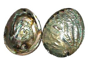 GREEN ABALONE- POLISHED - 7 - 8 PHIL