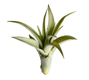 Brachycaulos Multiflora - Medium - 8 to 9 cm - 3.2 inch + Tillandsia Air Plant