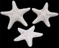 White Jungle Starfish - 4 - 5 inches