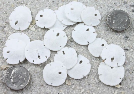 Florida Sand Dollars 0.75 - 1.25 inches -Jar of 100