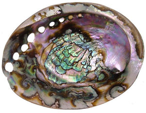 Green Abalone 8 inch + Old Growth - Haliotis Fulgens - Mexico - Rare