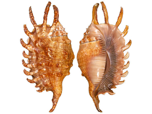 Lambis Millepeda - 3 - 4 inches - Philippines