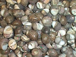 Wonders Of The Sea -Striped Nerita Communis Shells - 0.5 inches