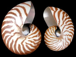 Natural Nautilus Shell