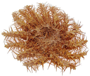 Crown Of Thorns - Acanthaster Planci - 6 - 7 inches