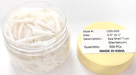 PK/500 - .5 - 1 inch White Dentalium Octagulatum Tusk Shells - Premium ...