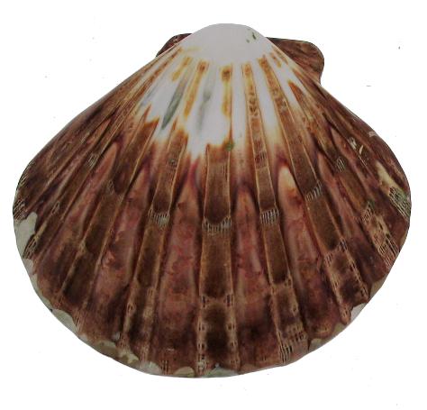 Polished Natural Lions Paw Pairs - 5 + inches