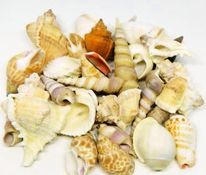 Indian Mixed Shells: 1-3" inches (1KG bag)