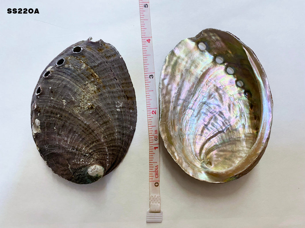 Local Abalone Shell - 4.7 + inch - 12 cm - (Packed 50 per case) - China - All Natural