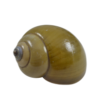 Green Snail Hermit Crab Shells  - Pila Ampullacea