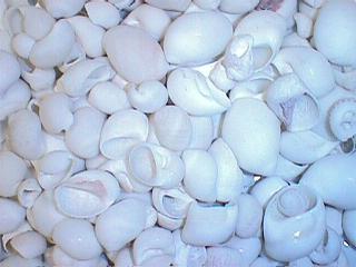 1 KG - Polished White Pear Moon Shells - 1.5 - 2.35 inch 4-6cm - POLINICES MAMILYA - Tumidus - Philippines - New1022