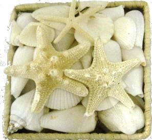 6 inch SQUARE BASKET OF WHITE SHELLS