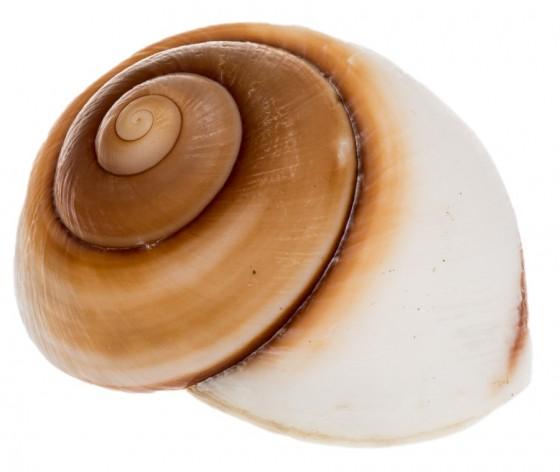 Brown Muffin Snail Shells - Ryssota Ovum