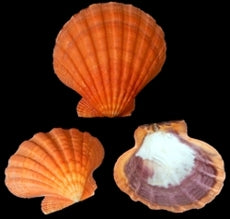 Polished Orange Lions Paw Pairs - 5 + inches