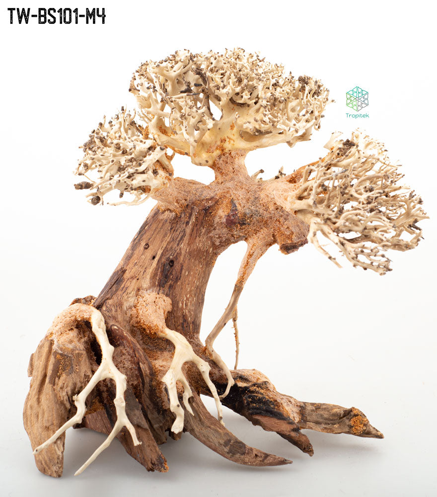 BONSAI DRIFTWOOD 45x60x32 cm - ARTOCARPUS HETEROPHYLLUS