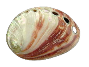 Polished Red Abalone - Haliotis Rufescens - 3 inch +