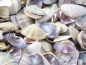 1 KG - Purple Donax Shells - 0.75 - 1.5 inches