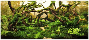 Malaysian Mangrove Driftwood