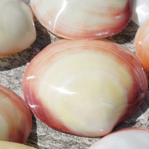 Polished Codiakia Tigrigna Halves - 3 inches