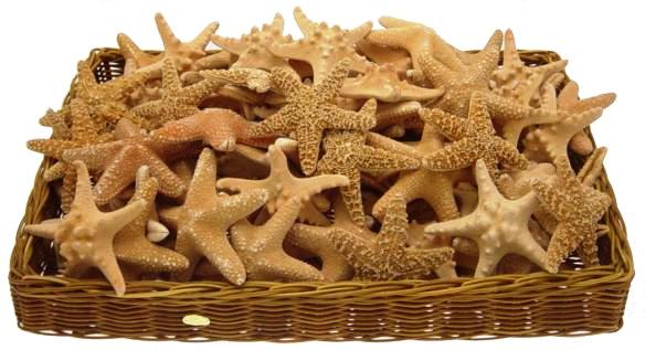 Starfish Pack of 100 Assorted Sea Stars - World Wide Assortment - 4 to 8 inch - Each pack may vary - Top Seller