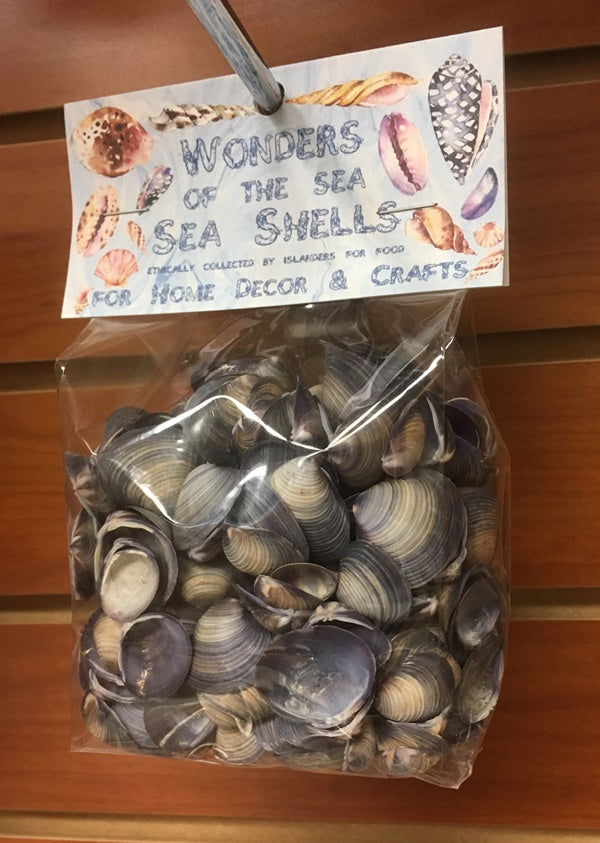 Wonders Of The Sea - Violet Cay Cay Shells - 0.5 + inches